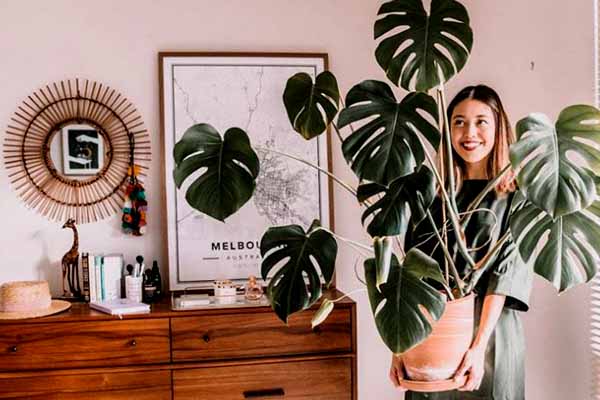 تکثیر برگ انجیری مونسترا